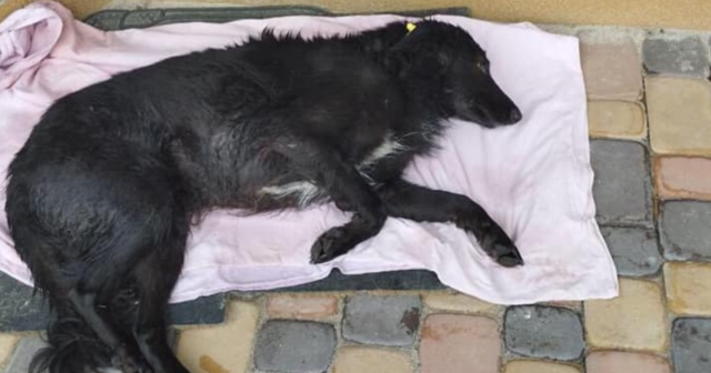 Наїхав автівкою на собаку: у Вінниці поліція відкрила провадження за фактом жорстокого поводження з тваринами