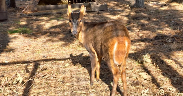 У вінницькому «Подільському зоопарку» оселилась пара «гавкаючих» оленів з Київського зоопарку