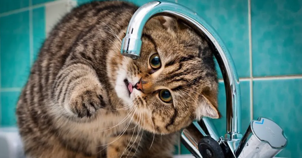 Зображення до новини