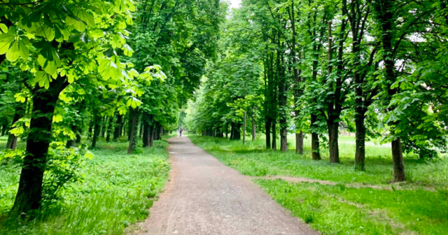 Міське озеленення і нові ідеї для Вінниці: громадські організації та містян запрошують на зустріч-дискусію