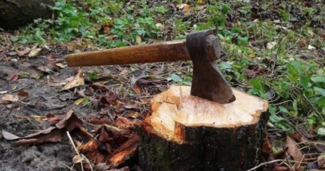 Лісогосподарське підприємство Вінниччини відшкодувало один мільйон гривень за незаконну порубку дерев