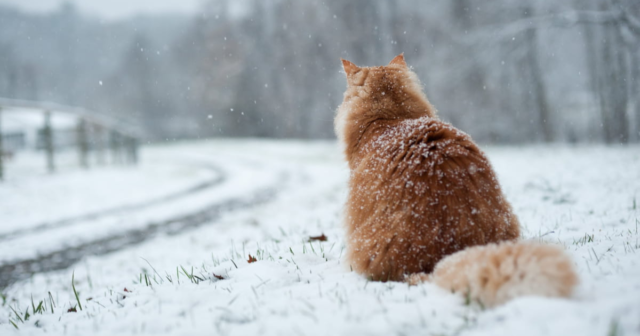 Налипання мокрого снігу та ожеледиця: на Вінниччині синоптики прогнозують ускладнення погодних умов