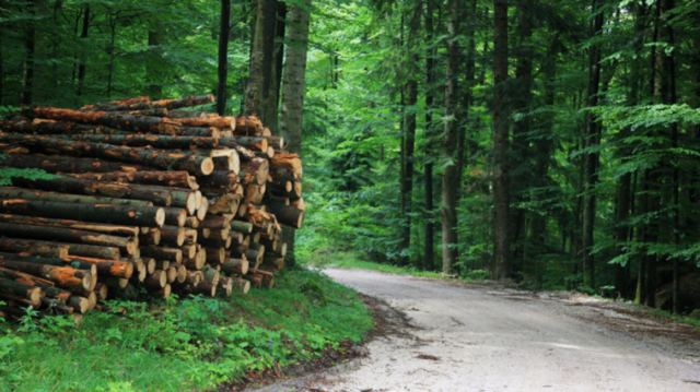 У Вінниці оскаржили припинення користування лісгосппідприємством земельною ділянкою за 22 мільйони