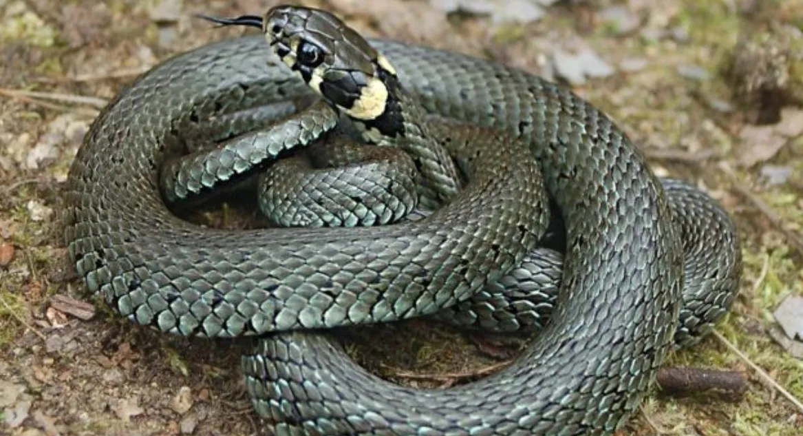 Зображення до новини