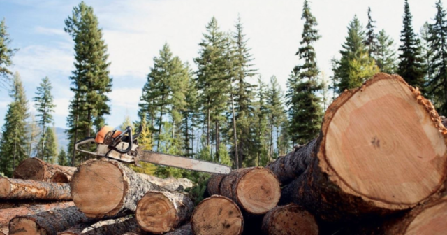 ДП “Ліси України” просить повідомляти на “гарячу лінію” про незаконні рубки, пилорами і вивезення деревини