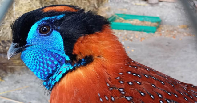 В Подільському зоопарку будують фазанарій для восьми порід птахів