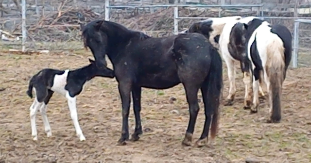 У вінницькому “Подільському зоопарку” у родині гуцульських коней народилось лоша