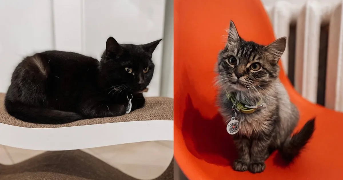 Зображення до новини