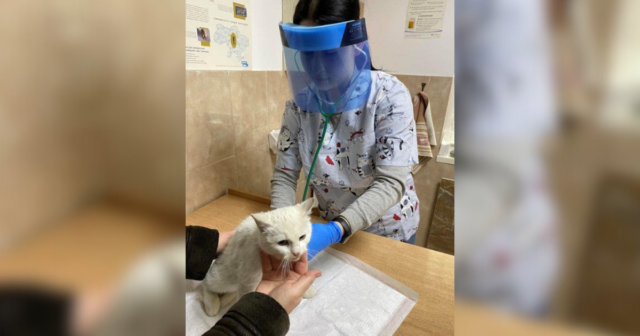 У Вінниці у межах двох проєктів БГІ стерилізовано та вакциновано 243 безпритульні тварини