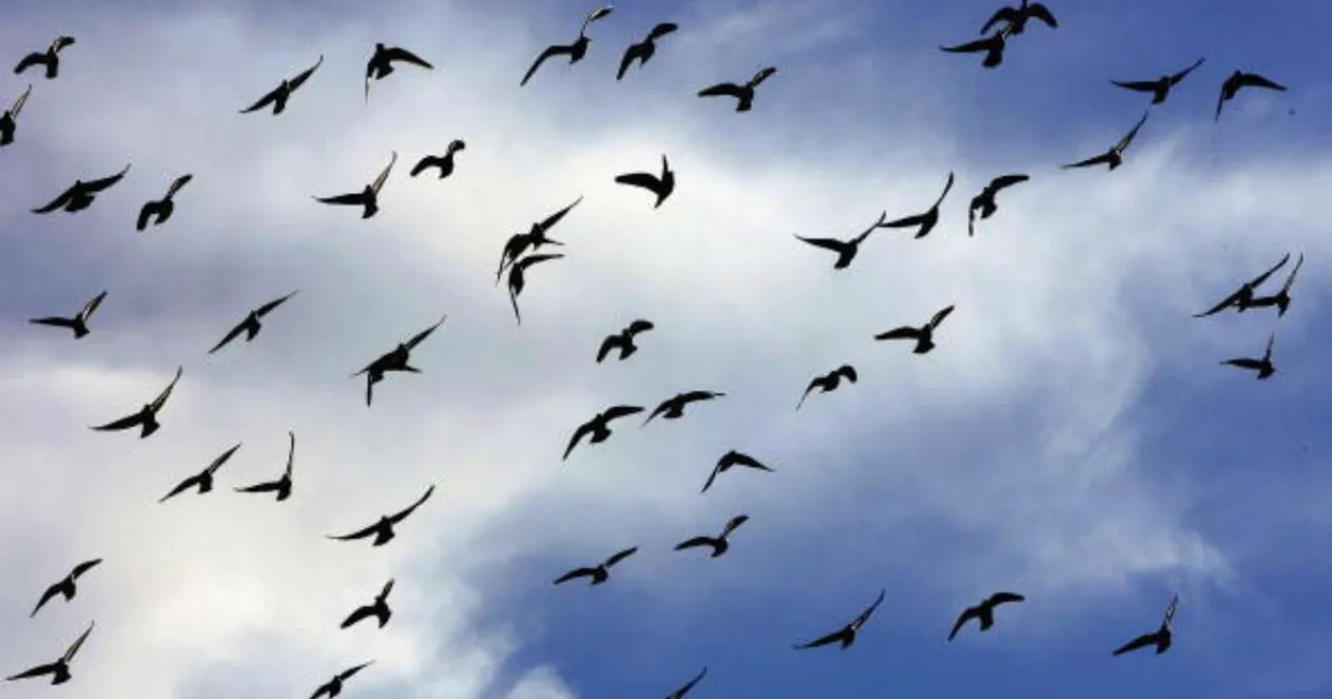 Зображення до новини