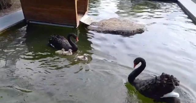 У “Подільському зоопарку” – поповнення у родині чорних лебедів. ВІДЕО