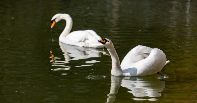 У Вінниці на озеро біля Центрального парку повернулися лебеді. ФОТОРЕПОРТАЖ