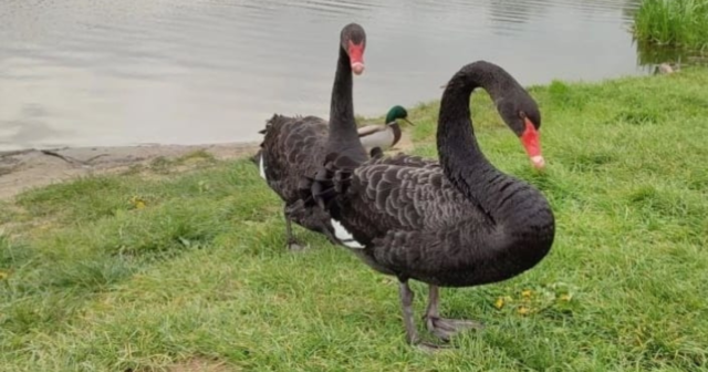 На одному з пляжів Вінниці оселились чорні лебеді – у “Подільському зоопарку” просять годувати їх правильно