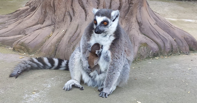 У “Подільському зоопарку” вперше у родині лемурів котячих народився малюк