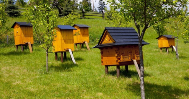 На Вінниччині внаслідок підпалу сухої трави знищено 45 вуликів з бджолами