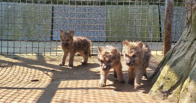 У “Подільському зоопарку” Вінниці виходили новонароджених малюків полярного вовка