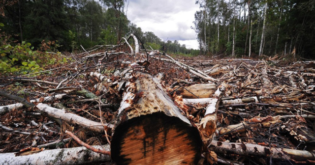 На Вінниччині зафіксували факт незаконної рубки дерев на понад вісім мільйонів гривень
