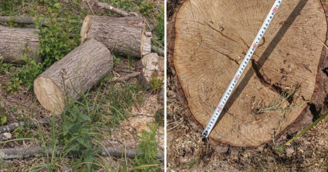 На Вінниччині зафіксували незаконну рубку дерев на суму в понад півмільйона гривень