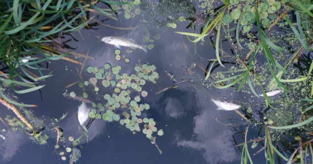 Екоінспекція проводить дослідження води через виявлені на Сабарівському водосховищі екземпляри мертвої риби
