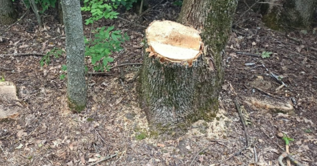 На Вінниччині зафіксували незаконну рубку дерев на понад два мільйони гривень