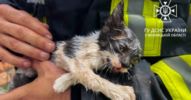 Розібрали стіну і врятували кошеня: у ДСНС розповіли історію порятунку пухнастика у Вінниці. ВІДЕО