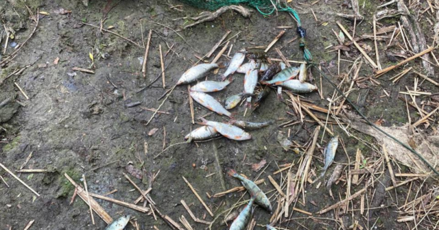 На Вінниччині незаконно виловили риби на понад 71 тисячу гривень