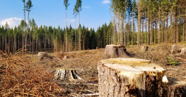 На Вінниччині лісничий, лісник та їхній спільник незаконно вирубували дерева і збували лісопродукцію