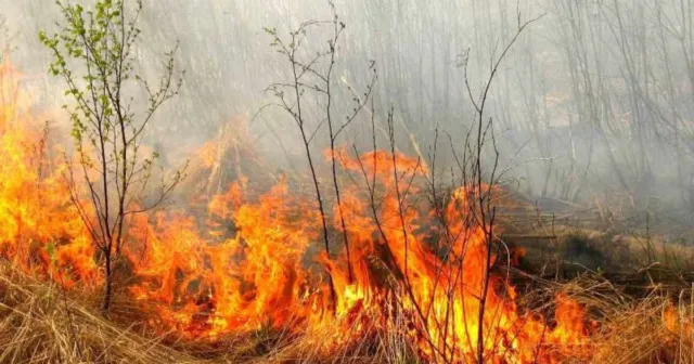 У Вінниці з вересня розпочнуться рейди з протидії спалюванню сухої рослинності