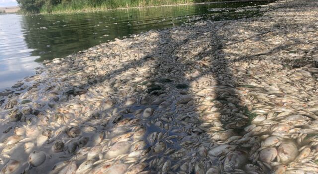 На ділянці Ладижинського водосховища зафіксували замор майже 46 тисяч екземплярів риби