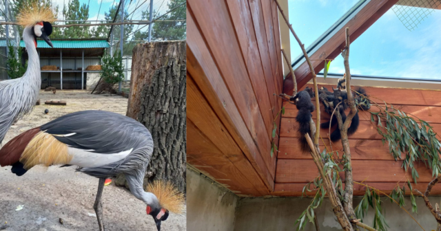 Вінницький “Подільський зоопарк” прихистив рідкісних вінценосних журавлів і чорних білок