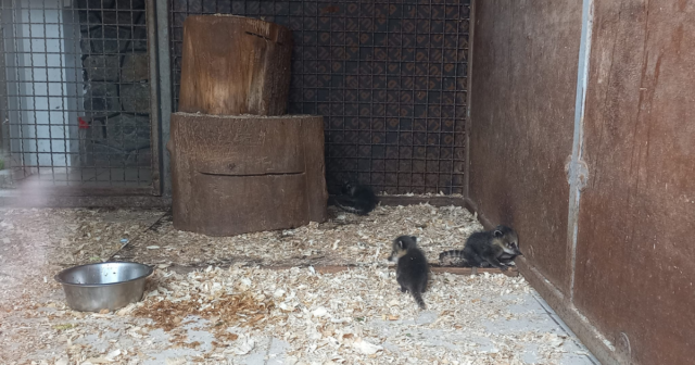 У вінницькому “Подільському зоопарку” вперше за 10 років народились малюки у носух звичайних