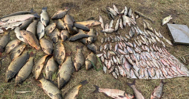 Товстолоби, коропи та білий амур: на Вінниччині зафіксували незаконний вилов 218 кілограмів риби