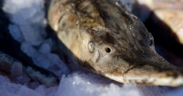 На Вінниччині з листопада до початку нерестового періоду заборонений вилов риби на зимувальних ямах
