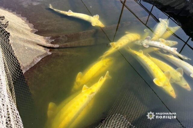 У Вінницькій облраді створили робочу групу для вивчення ситуації з мором риби на Ладижинському водосховищі