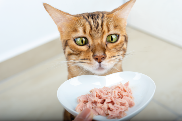 Як підібрати вологий корм для кота: види корму та на що варто звернути увагу