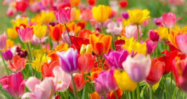 У Вінниці на площі Героїв Чорнобиля висадили 12 тисяч цибулин тюльпанів