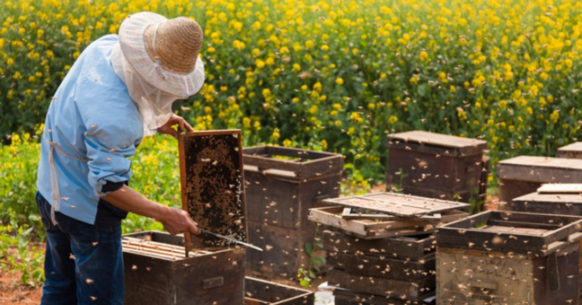 У Вінниці наступного року підвищать суму безповоротної фінансової підтримки для бджолярів