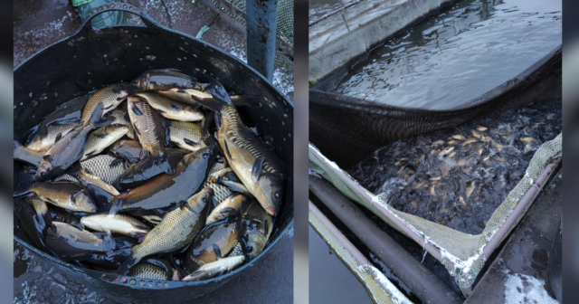 У Ладижинське водосховище на Вінниччині вселили понад 9 тонн риби