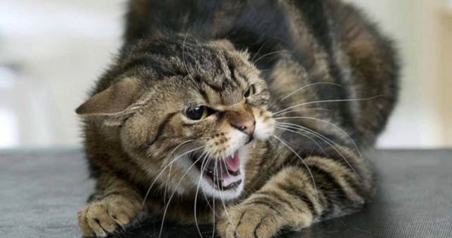 У селі на Вінниччині запровадили карантинні обмеження через виявлений у кота сказ