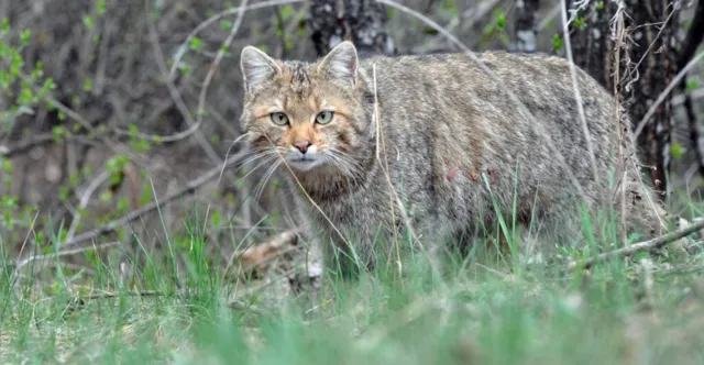 На Вінниччині зросла популяція кота лісового
