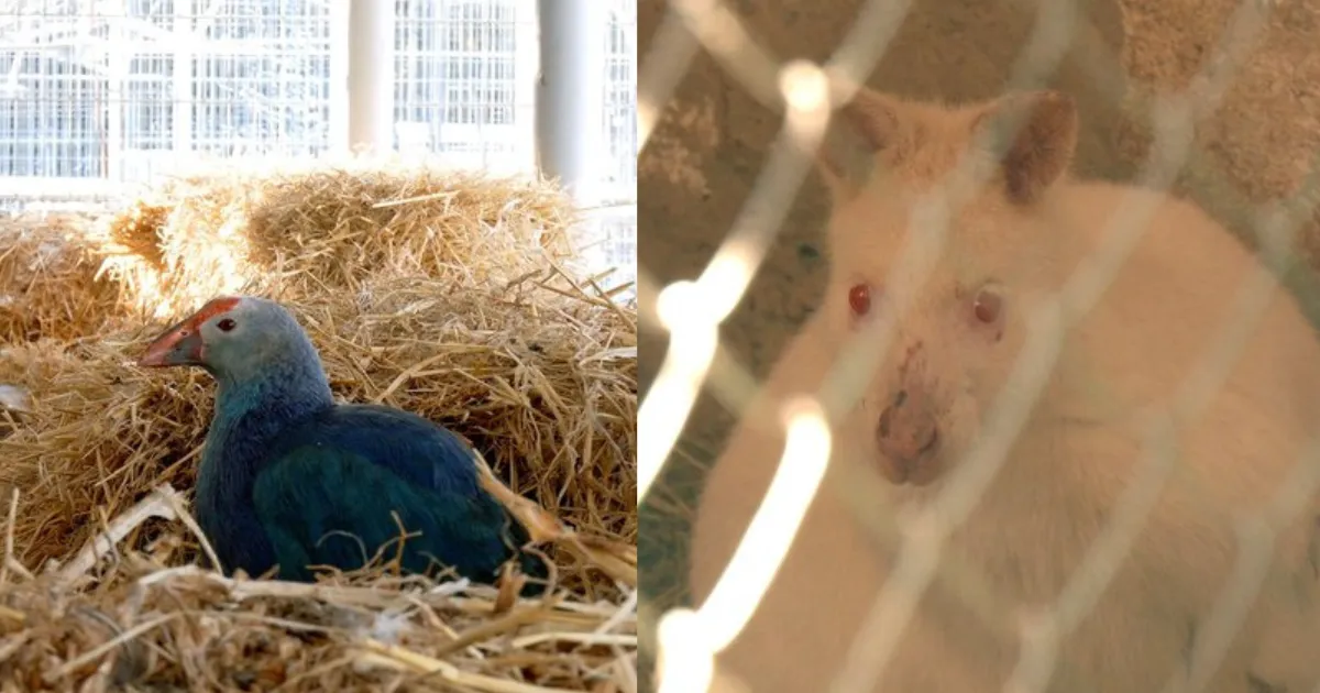 Зображення до новини