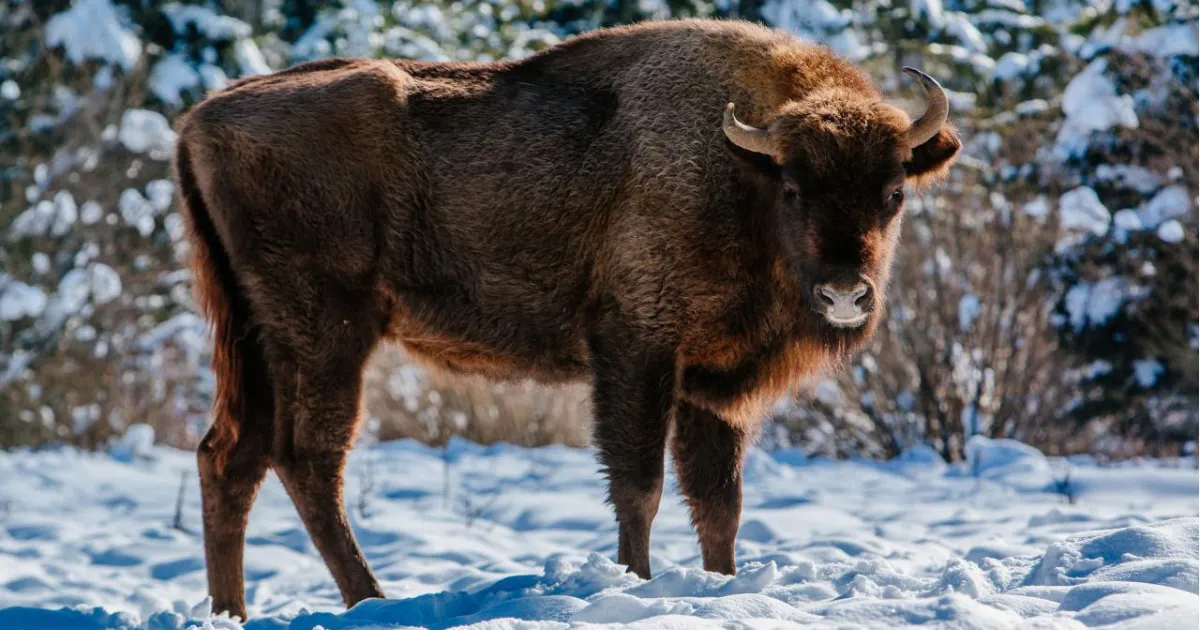 Зображення до новини