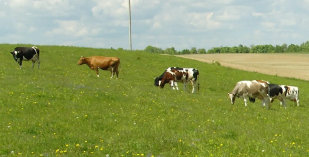 Зображення до новини