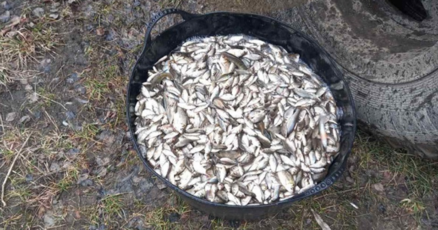 У Калинівці на Вінниччині до водойм вселили понад дві тонни риби