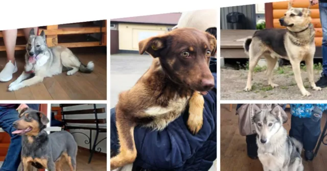 У Вінниці минулоріч нові домівки знайшли 74 собаки