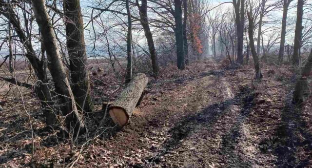 На Вінниччині виявили незаконну рубку дерев на понад 2,4 мільйона гривень