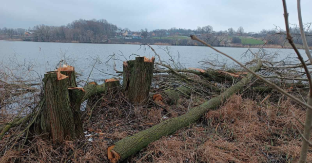На Вінниччині виявили знищення 180 дерев різних порід навколо водойми