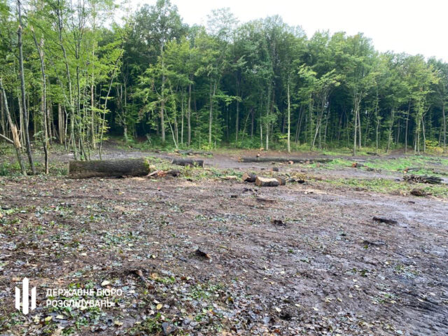 Вирубка понад 10 тисяч дерев: ДБР повідомило про підозру одному з екскерівників лісгоспу на Вінниччині