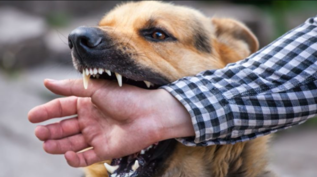 У Вінниці в мікрорайоні Бучми у безпритульного собаки виявили сказ