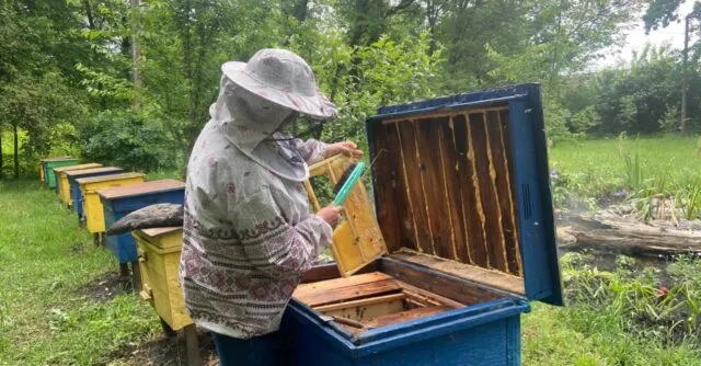 У Вінницькій громаді за рік на 30% зросла кількість бджолосімей